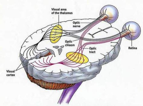 Illustration of the inside of a humanbrain.