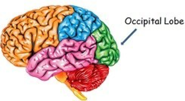 Illustration of the occipital lobe on the brain.