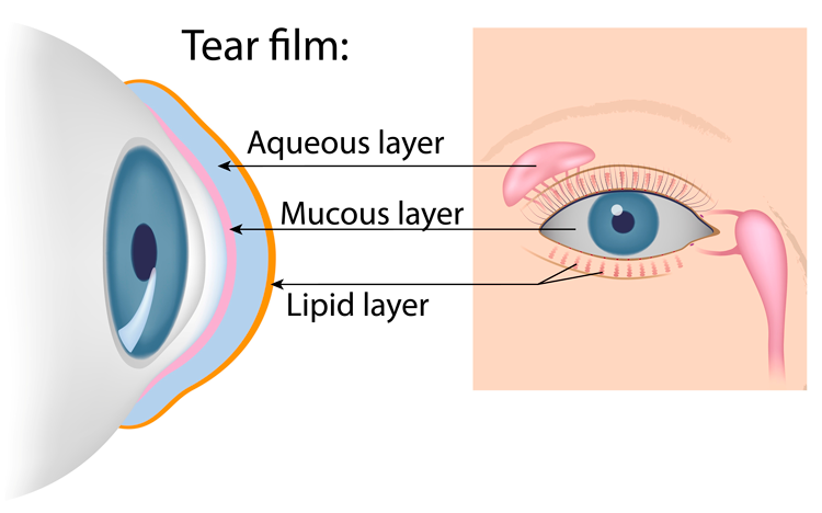 Tear film: aqueous layer, mucous layer, lipid layer